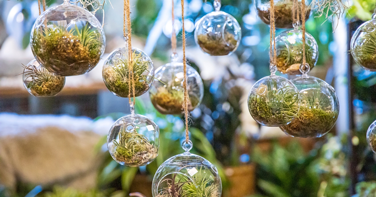 Hanging Glass Terrariums